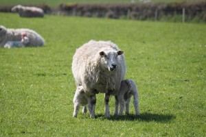 Sheep & Lambs 2014